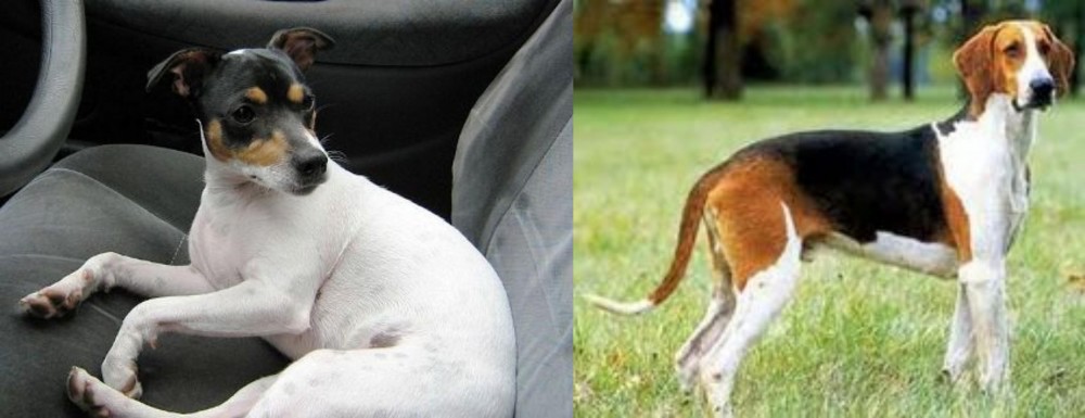 Grand Anglo-Francais Tricolore vs Chilean Fox Terrier - Breed Comparison