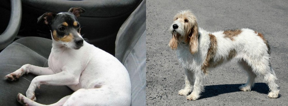 Grand Basset Griffon Vendeen vs Chilean Fox Terrier - Breed Comparison