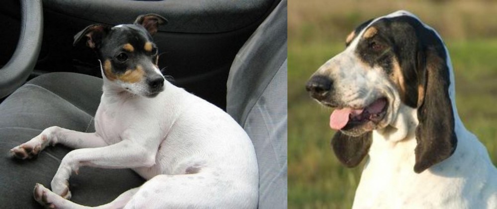 Grand Gascon Saintongeois vs Chilean Fox Terrier - Breed Comparison