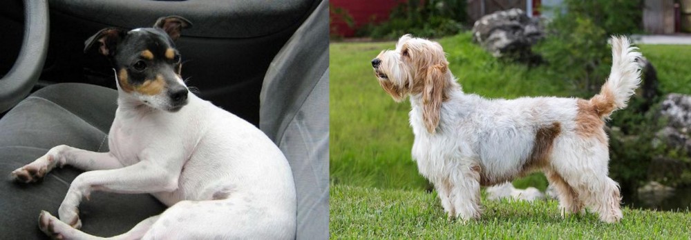 Grand Griffon Vendeen vs Chilean Fox Terrier - Breed Comparison