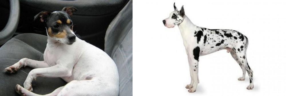 Great Dane vs Chilean Fox Terrier - Breed Comparison