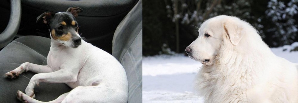 Great Pyrenees vs Chilean Fox Terrier - Breed Comparison