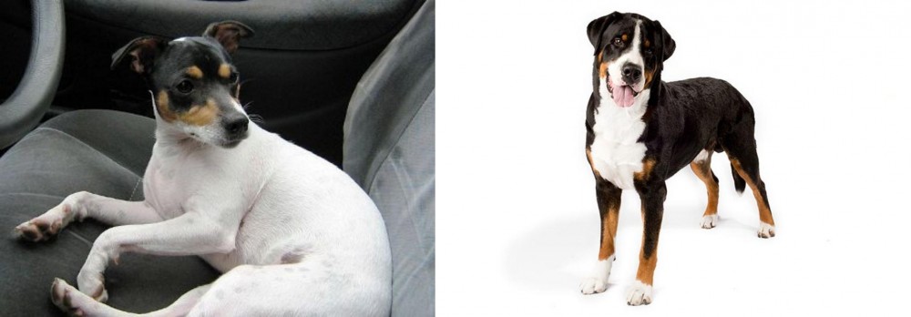Greater Swiss Mountain Dog vs Chilean Fox Terrier - Breed Comparison
