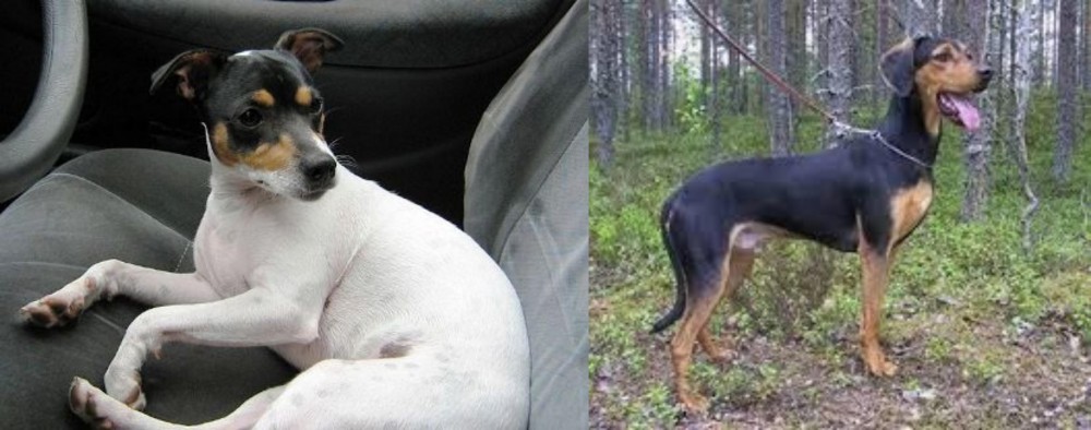 Greek Harehound vs Chilean Fox Terrier - Breed Comparison