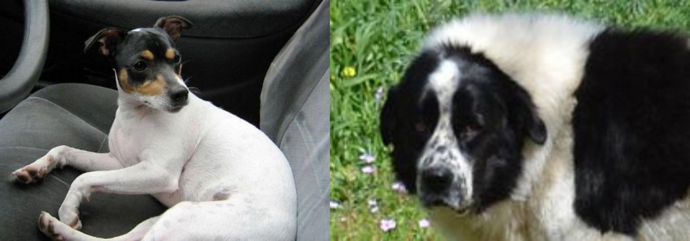 Greek Sheepdog vs Chilean Fox Terrier - Breed Comparison