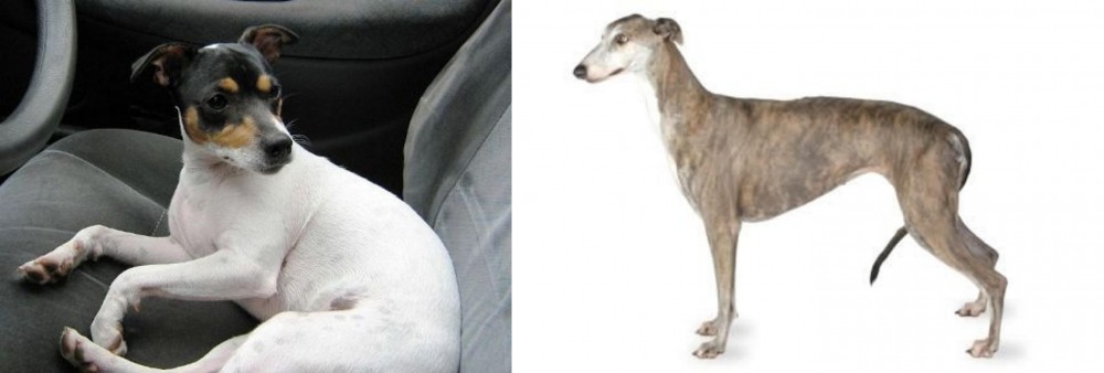 Greyhound vs Chilean Fox Terrier - Breed Comparison