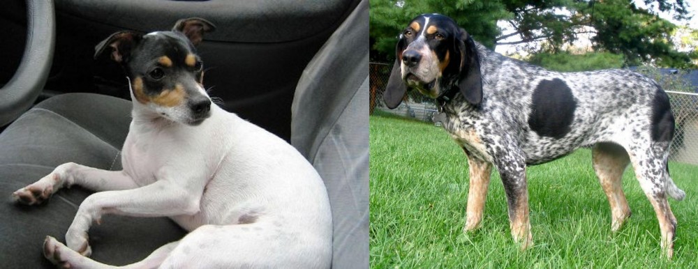 Griffon Bleu de Gascogne vs Chilean Fox Terrier - Breed Comparison