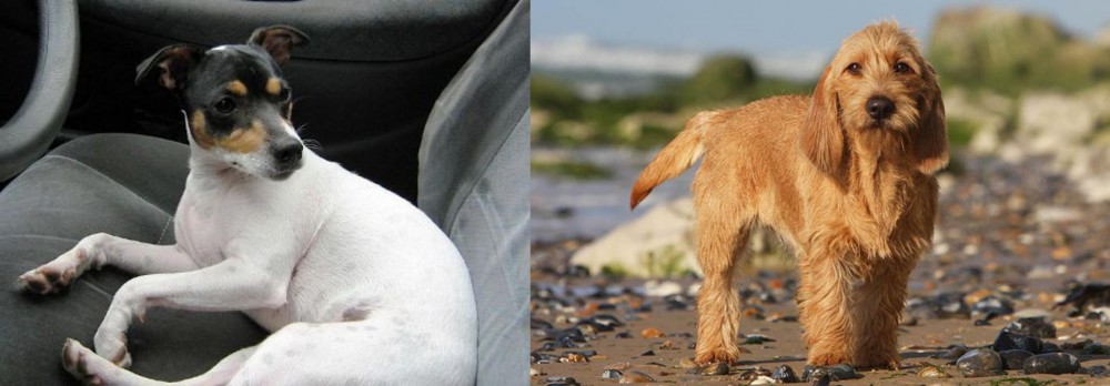 Griffon Fauve de Bretagne vs Chilean Fox Terrier - Breed Comparison