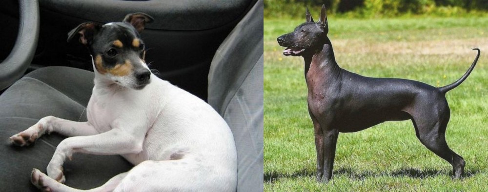 Hairless Khala vs Chilean Fox Terrier - Breed Comparison
