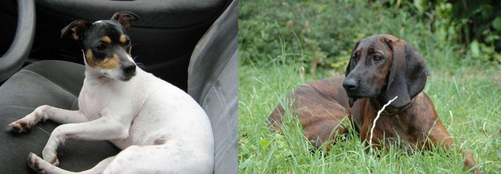 Hanover Hound vs Chilean Fox Terrier - Breed Comparison