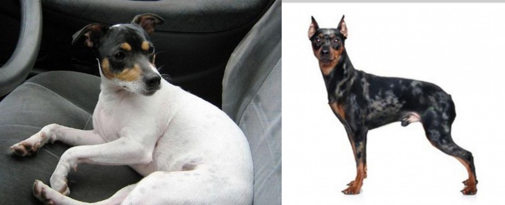 Harlequin Pinscher vs Chilean Fox Terrier - Breed Comparison