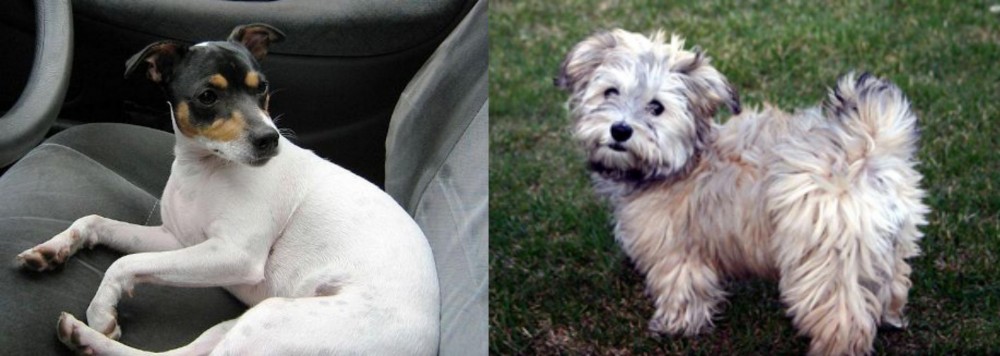 Havapoo vs Chilean Fox Terrier - Breed Comparison