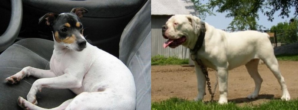 Hermes Bulldogge vs Chilean Fox Terrier - Breed Comparison