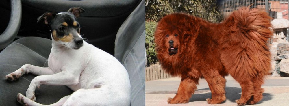 Himalayan Mastiff vs Chilean Fox Terrier - Breed Comparison