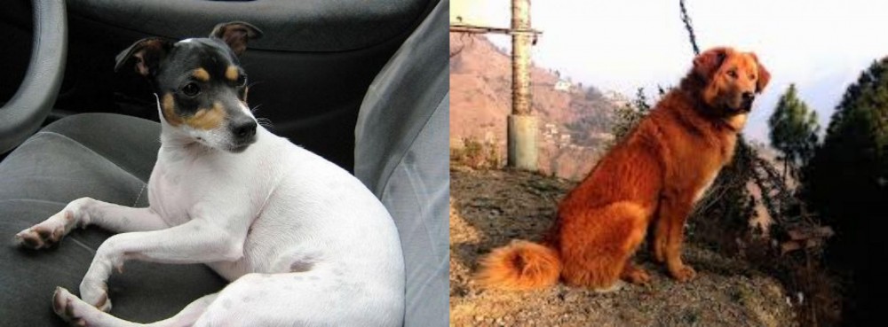 Himalayan Sheepdog vs Chilean Fox Terrier - Breed Comparison