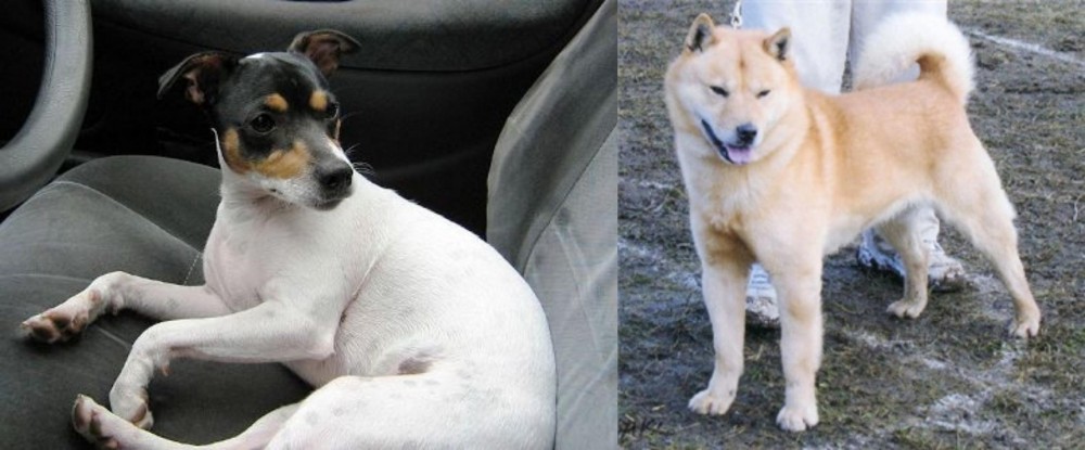 Hokkaido vs Chilean Fox Terrier - Breed Comparison