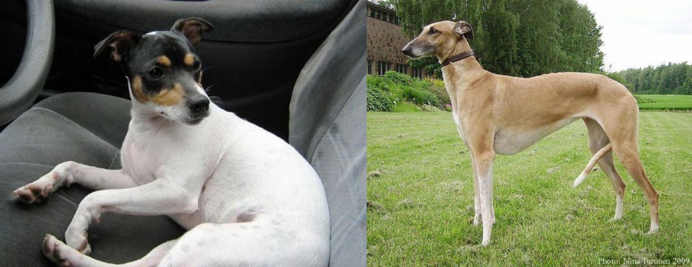 Hortaya Borzaya vs Chilean Fox Terrier - Breed Comparison