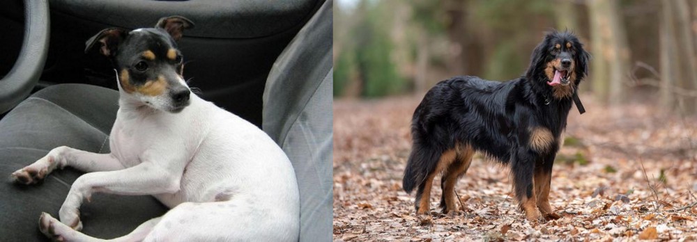 Hovawart vs Chilean Fox Terrier - Breed Comparison