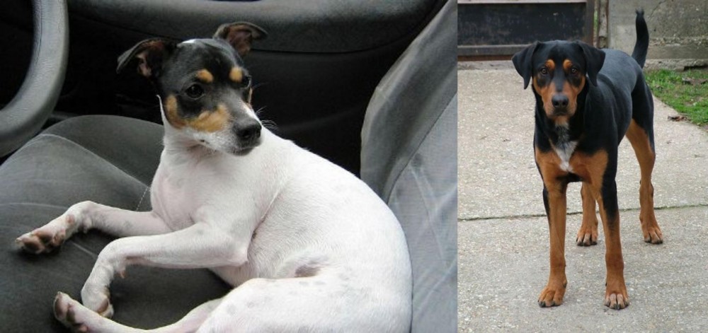 Hungarian Hound vs Chilean Fox Terrier - Breed Comparison
