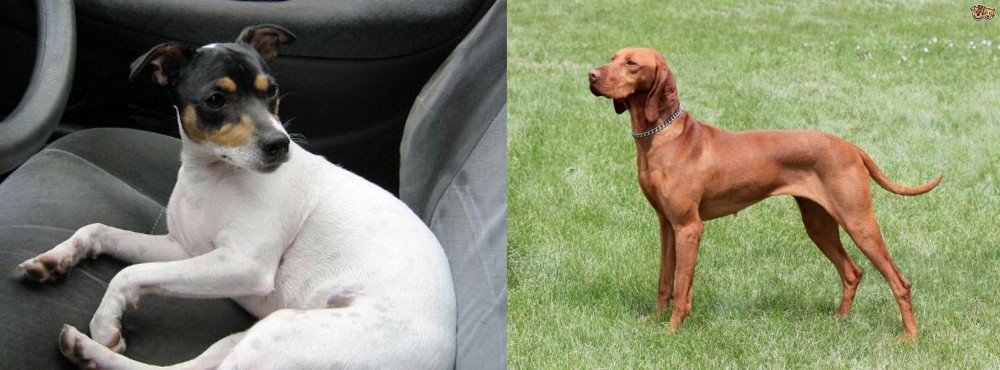 Hungarian Vizsla vs Chilean Fox Terrier - Breed Comparison