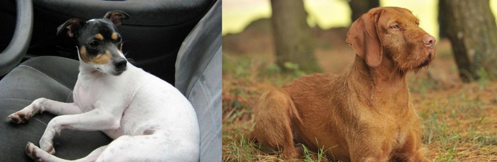 Hungarian Wirehaired Vizsla vs Chilean Fox Terrier - Breed Comparison