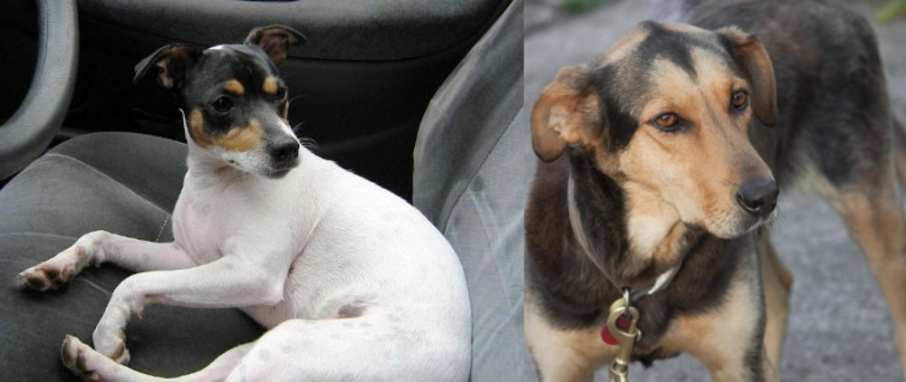 Huntaway vs Chilean Fox Terrier - Breed Comparison