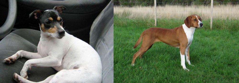 Hygenhund vs Chilean Fox Terrier - Breed Comparison
