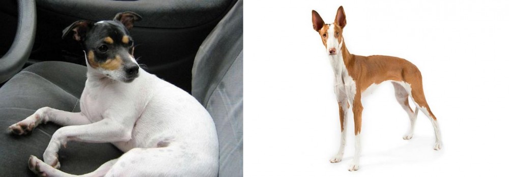 Ibizan Hound vs Chilean Fox Terrier - Breed Comparison