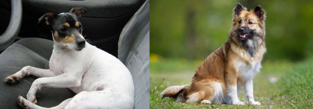 Icelandic Sheepdog vs Chilean Fox Terrier - Breed Comparison