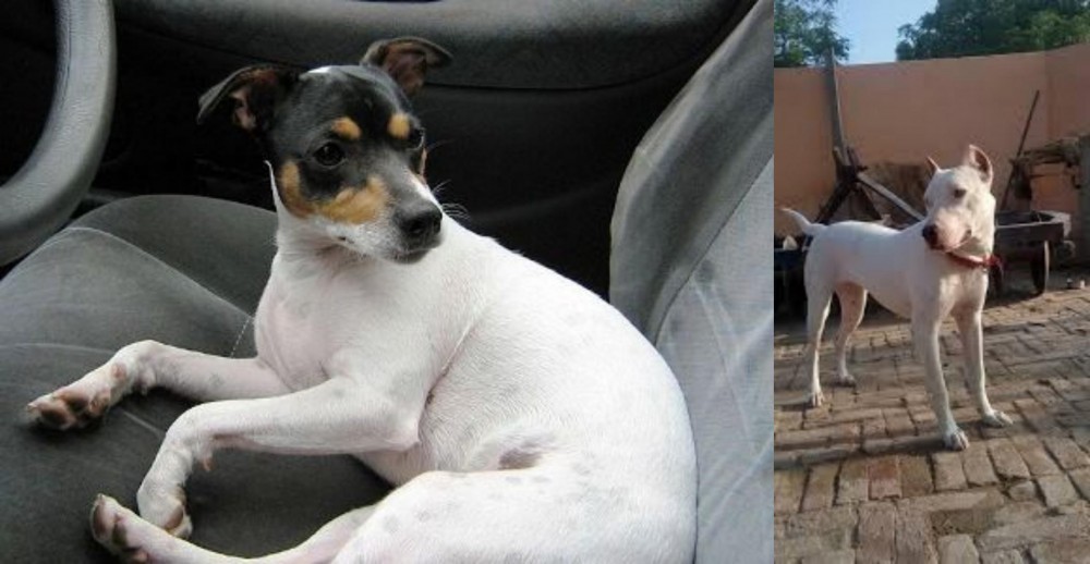 Indian Bull Terrier vs Chilean Fox Terrier - Breed Comparison