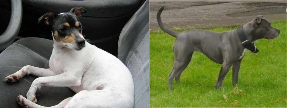 Irish Bull Terrier vs Chilean Fox Terrier - Breed Comparison