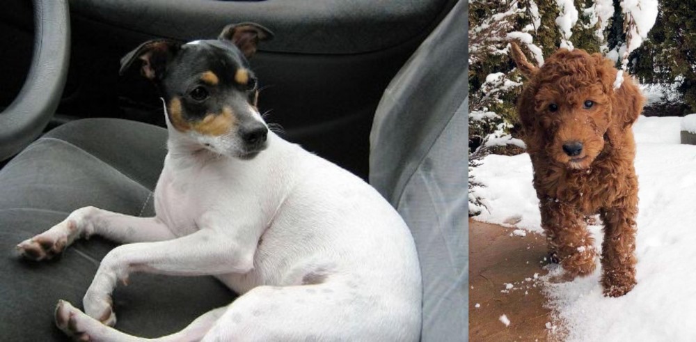 Irish Doodles vs Chilean Fox Terrier - Breed Comparison