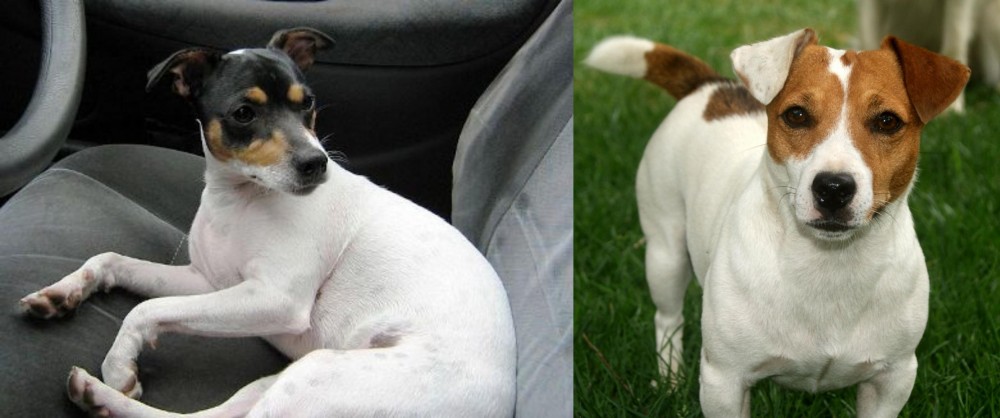 Irish Jack Russell vs Chilean Fox Terrier - Breed Comparison