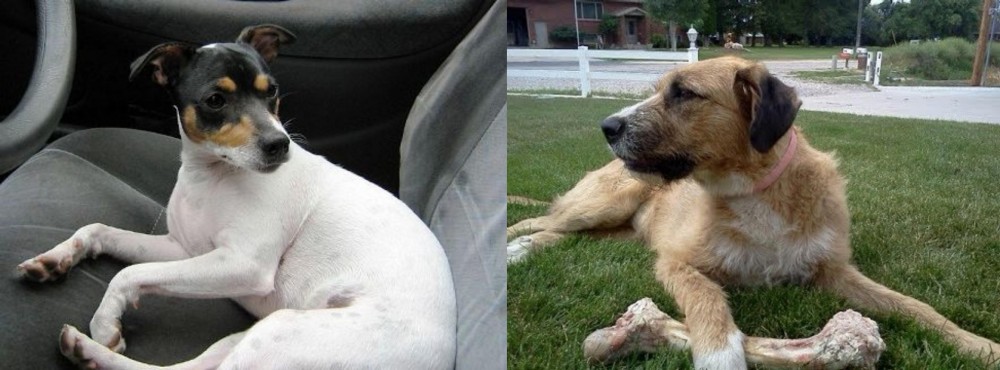 Irish Mastiff Hound vs Chilean Fox Terrier - Breed Comparison