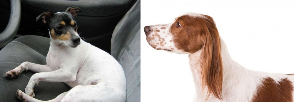 Irish Red and White Setter vs Chilean Fox Terrier - Breed Comparison
