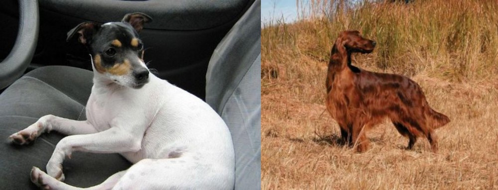 Irish Setter vs Chilean Fox Terrier - Breed Comparison