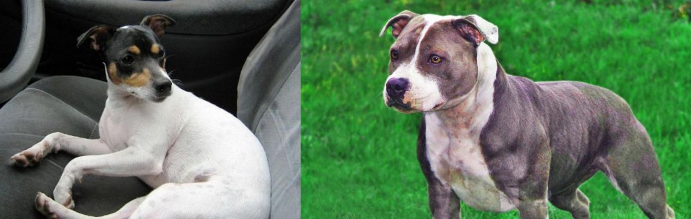 Irish Staffordshire Bull Terrier vs Chilean Fox Terrier - Breed Comparison
