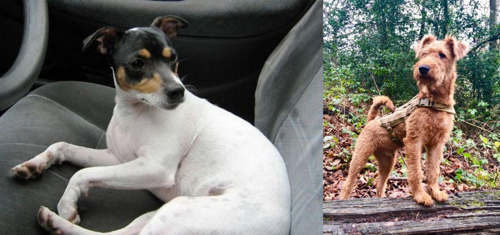 Irish Terrier vs Chilean Fox Terrier - Breed Comparison