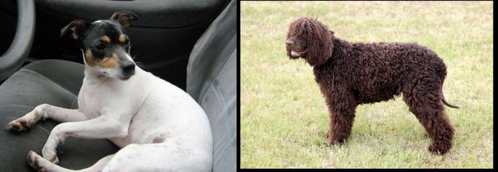 Irish Water Spaniel vs Chilean Fox Terrier - Breed Comparison