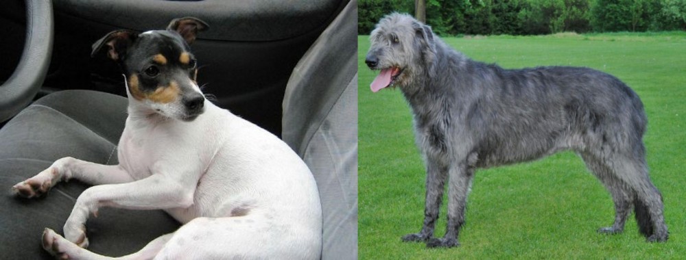 Irish Wolfhound vs Chilean Fox Terrier - Breed Comparison