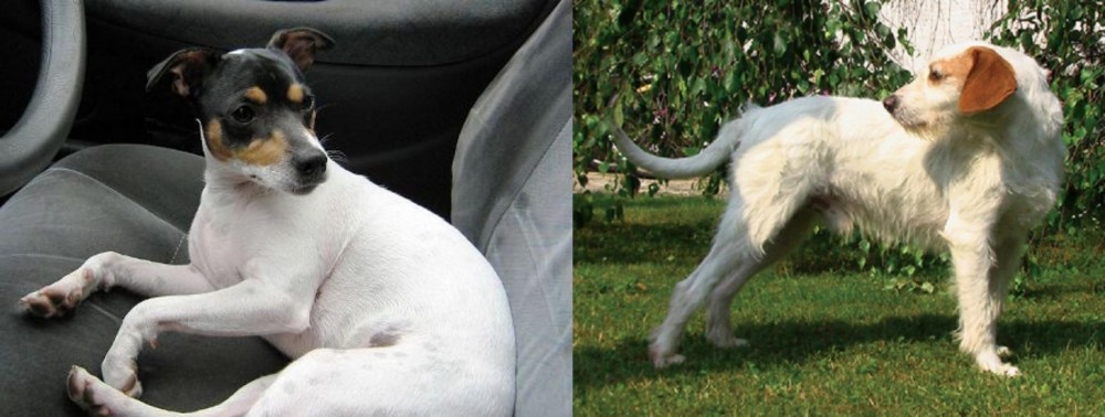Istarski Ostrodlaki Gonic vs Chilean Fox Terrier - Breed Comparison