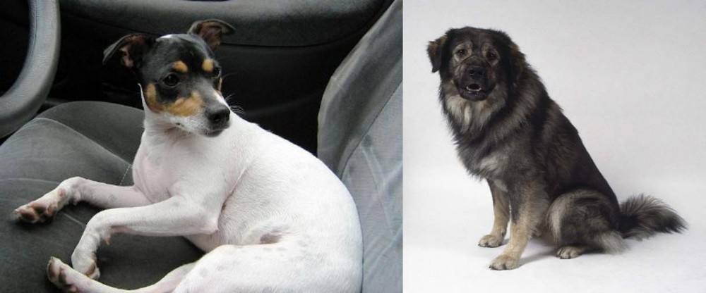 Istrian Sheepdog vs Chilean Fox Terrier - Breed Comparison