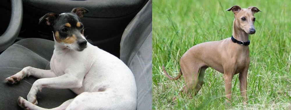 Italian Greyhound vs Chilean Fox Terrier - Breed Comparison