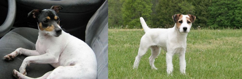 Jack Russell Terrier vs Chilean Fox Terrier - Breed Comparison