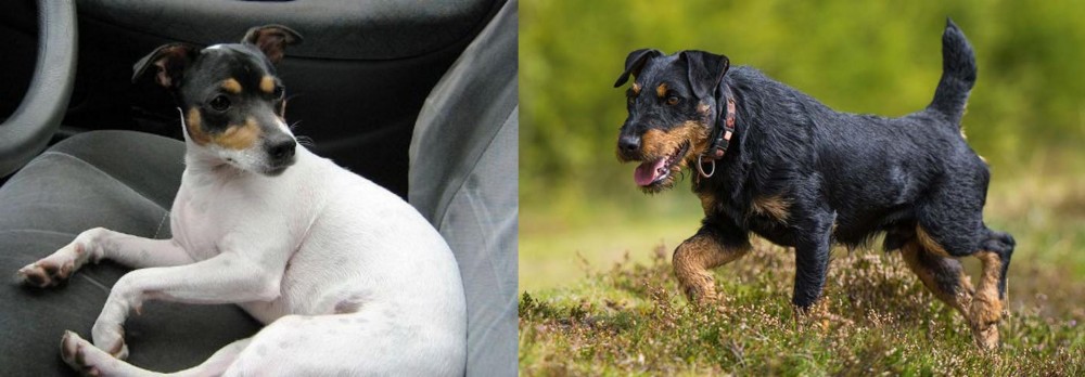 Jagdterrier vs Chilean Fox Terrier - Breed Comparison