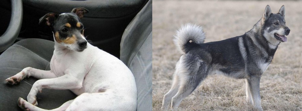 Jamthund vs Chilean Fox Terrier - Breed Comparison