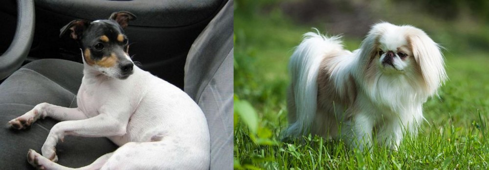 Japanese Chin vs Chilean Fox Terrier - Breed Comparison