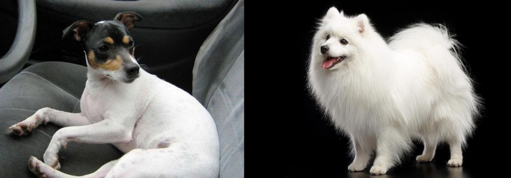 Japanese Spitz vs Chilean Fox Terrier - Breed Comparison