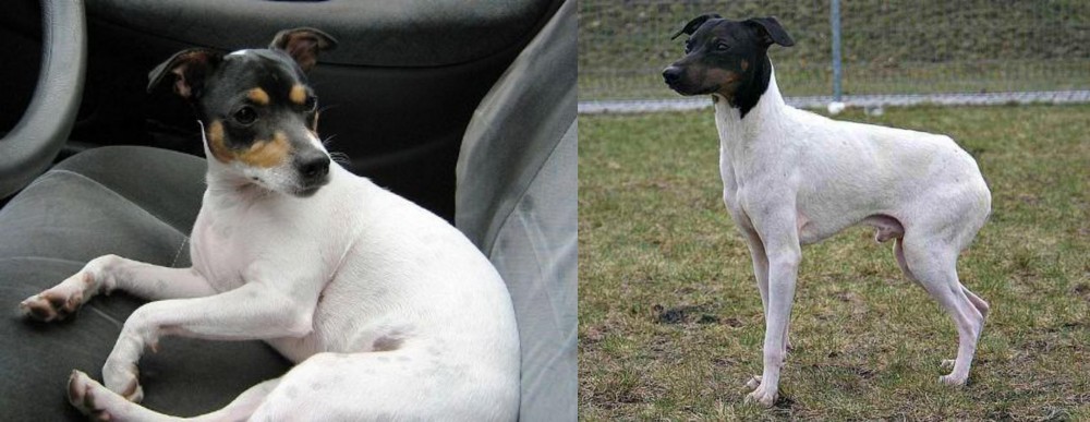 Japanese Terrier vs Chilean Fox Terrier - Breed Comparison