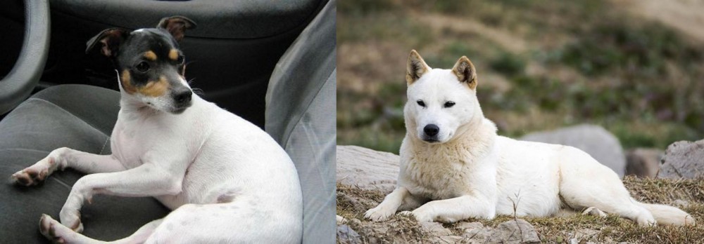 Jindo vs Chilean Fox Terrier - Breed Comparison